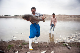 مرگ 2 میلیون ماهی در سد فشافویه